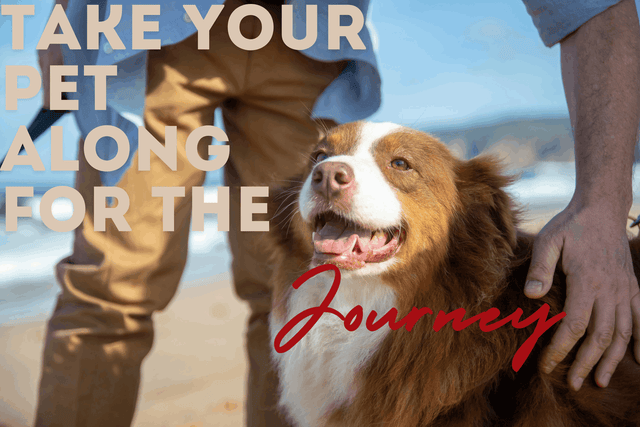 Exploring-the-Popularity-of-Pet-Travel-A-Trend-on-the-Rise PETSFIT STORE