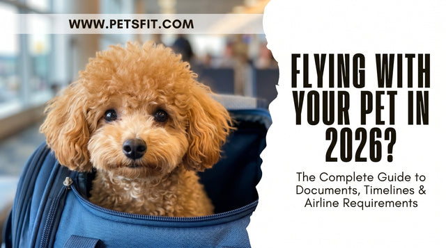 Pet Air Travel in 2026: The Complete Guide to Documents, Timelines & Airline Requirements