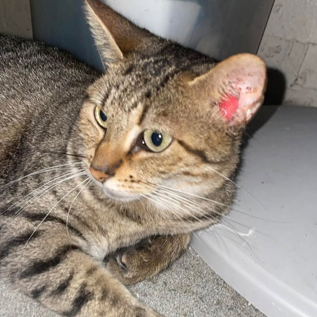 A Place of Hope and Healing for Daisy — PETSFIT’s Promise of Comfort