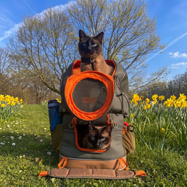 Two dark Siamese cats with PETSFIT WILDPATH dual-pet hiking backpack on sunny green lawn with yellow daffodils and blue sky — one cat sitting on top, one peeking through mesh window