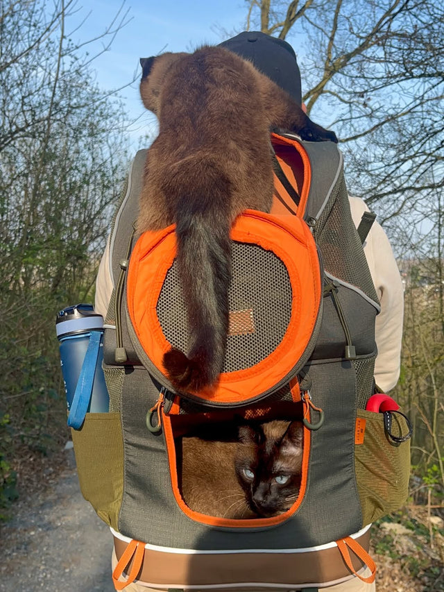 Siamese cat stretched over the orange top window of a hiking cat backpack while a second cat rests inside on a gravel path.
