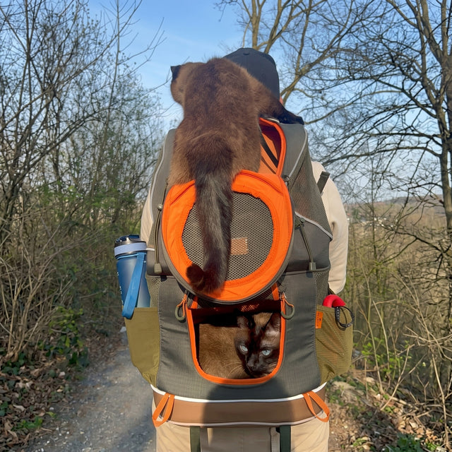 Person from behind on forest trail wearing PETSFIT WILDPATH army green dual-pet carrier backpack with two dark cats — one cat on top, one peeking from front mesh compartment