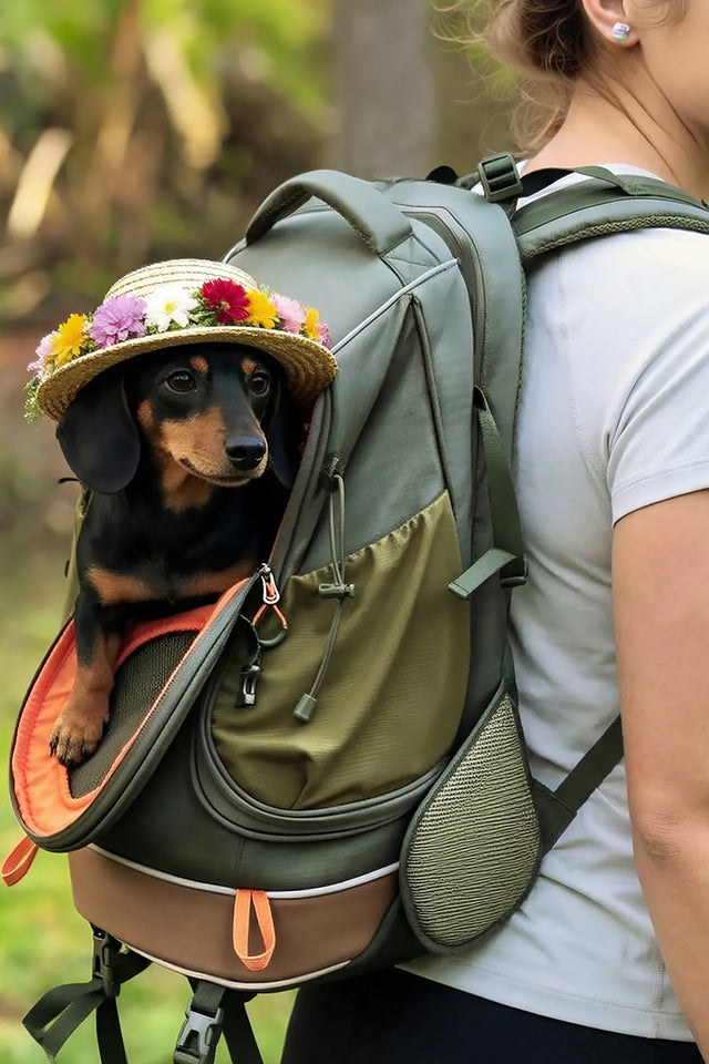 Dachshund wearing a flower hat in an olive petsfit backpack, showing the side entry opening during an outdoor walk