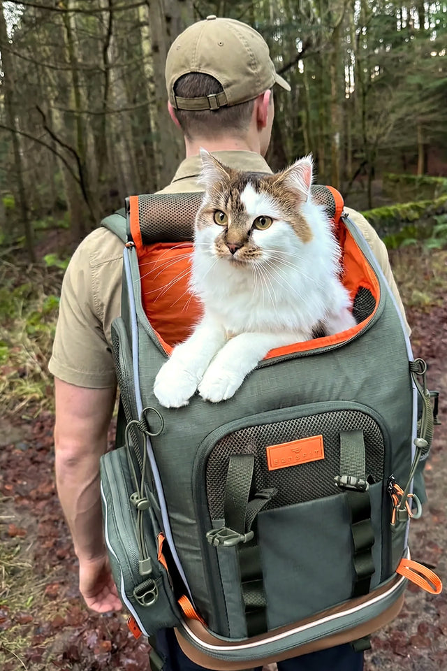 Long-haired cat riding in an olive petsfit backpack on a forest trail, showing the rear carry view and open top design