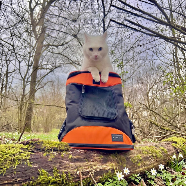 White fluffy cat sitting inside open PETSFIT gray and pink soft pet backpack carrier on grass with golden sunset sky