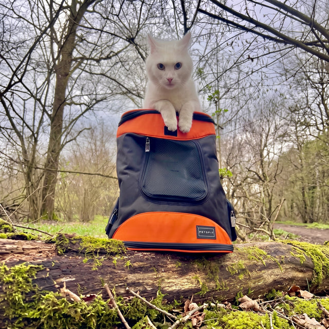 White fluffy cat sitting inside open PETSFIT gray and pink soft pet backpack carrier on grass with golden sunset sky in background
