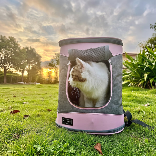 Fluffy brown white cat inside PETSFIT gray pink soft pet backpack carrier on grass at golden sunset