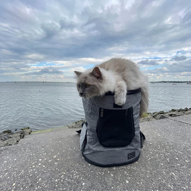 Close-up fluffy Ragdoll cat looking out from PETSFIT gray pet backpack carrier showing mesh window and zipper