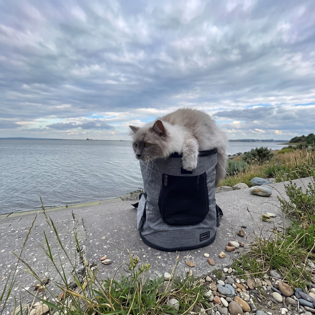 Close-up fluffy Ragdoll cat looking out from PETSFIT gray pet backpack carrier showing mesh window and zipper