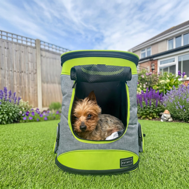 Yorkshire Terrier dog resting inside PETSFIT gray lime green soft pet backpack carrier on lawn in sunny garden