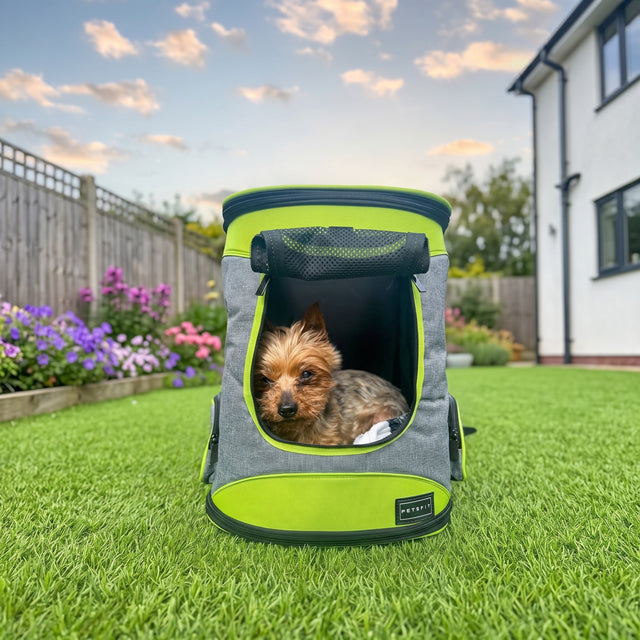 Yorkshire Terrier dog resting inside PETSFIT gray lime green soft pet backpack carrier on lawn in sunny garden