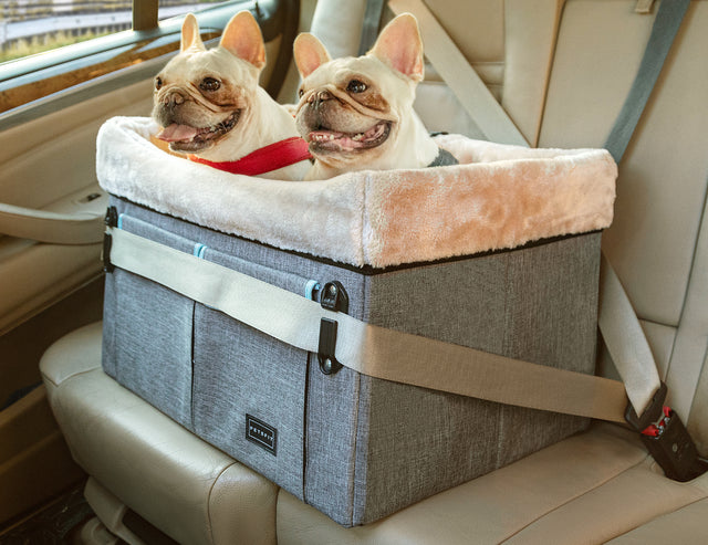 Two French bulldogs relax in a gray dog car seat on the back seat, strapped in place for a snug elevated ride.