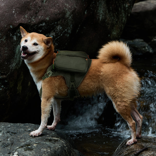 Shiba Inu stands on wet rocks by a dark stream, wearing an olive dog harness with side pouch and smiling toward the camera.