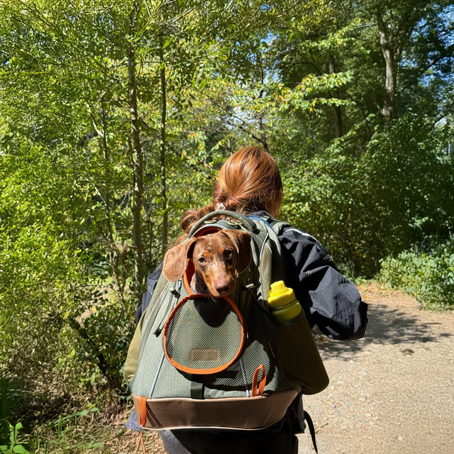 Dog backpack on a wooded trail, with a dachshund looking out and a bottle in the side pocket.