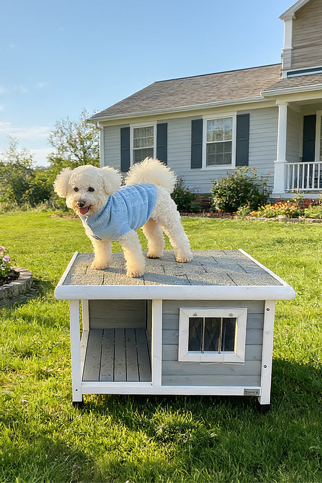 White fluffy poodle wearing a blue sweater standing on top of a PETSFIT wooden dog house in a sunny backyard garden