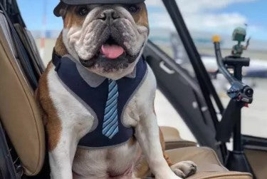This bulldog has a helicopter!