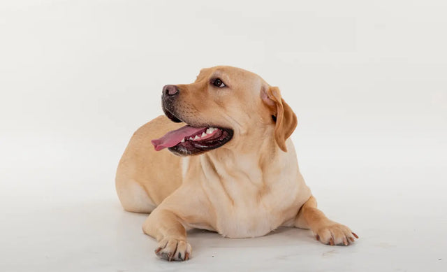 A Guide to Canine Dental Care