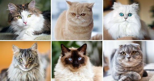 many different types of cats