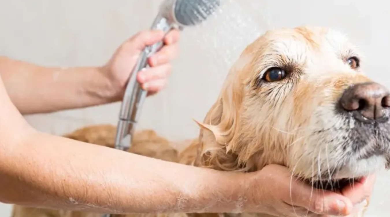 Here are five common mistakes when bathing dogs—make sure you're doing it right!