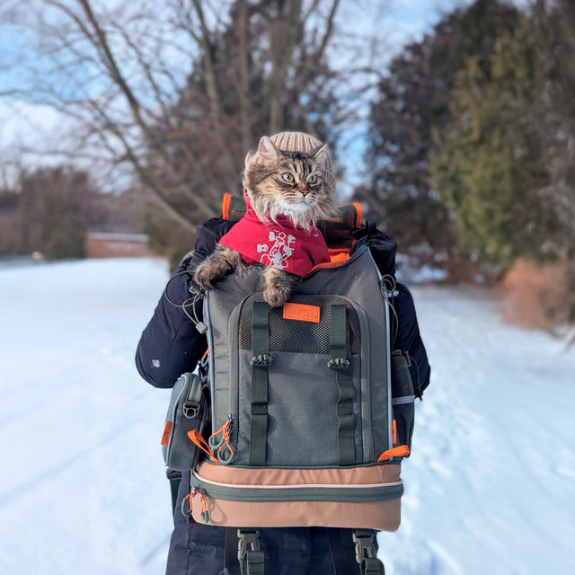 How to Safely Take Your Cat Outside in the Cold