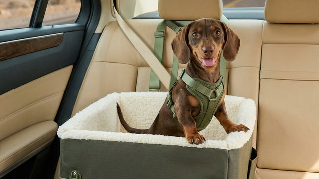 Dachshund in a green PETSFIT booster car seat strapped to a beige back seat, desert highway visible through the window