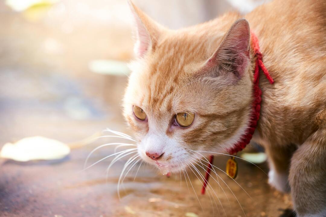 Top 3 Most Feisty Cat Breeds with Unmatched Combat Skills