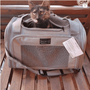 trave bag for cat