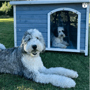 outdoor dog house 