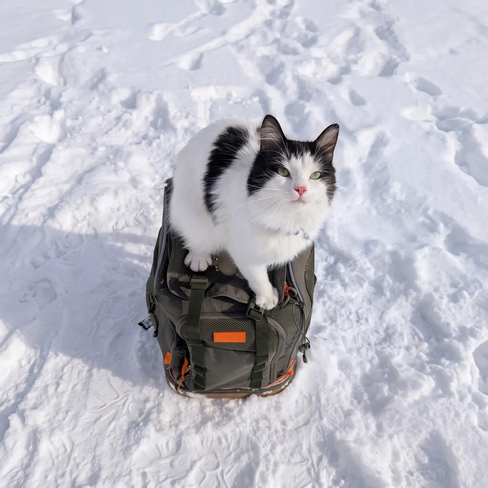 Dog & Cat Hiking Backpack Carrier – Multi-Compartment Pet Carrier