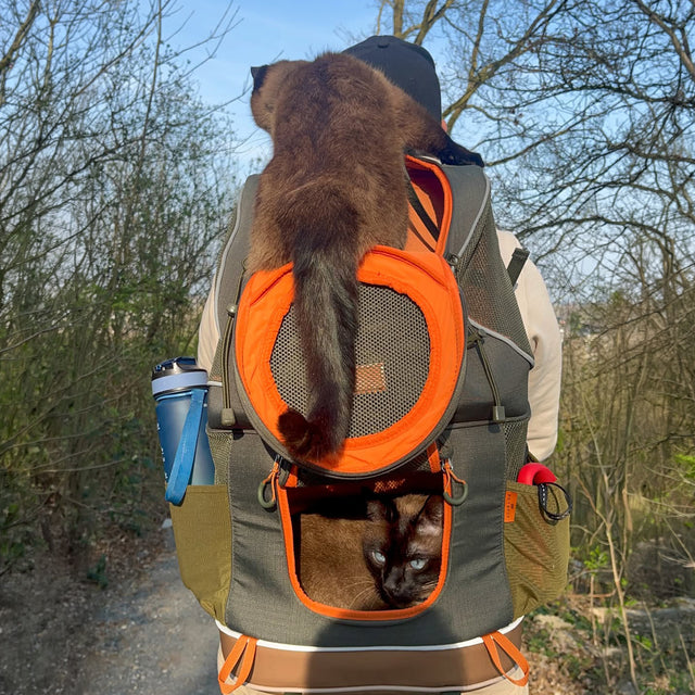 Hiker on a sunny spring forest trail with a cat backpack, one Siamese cat on top and another peeking out the front window.