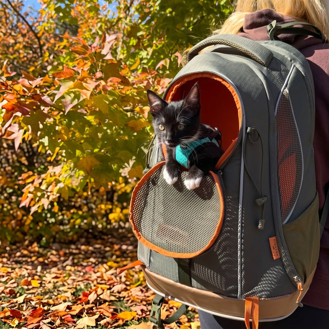 Tuxedo kitten wearing teal harness peeking from PETSFIT WILDPATH grey orange hiking backpack circular mesh opening with autumn red orange foliage — outdoor adventure pet carrier lifestyle