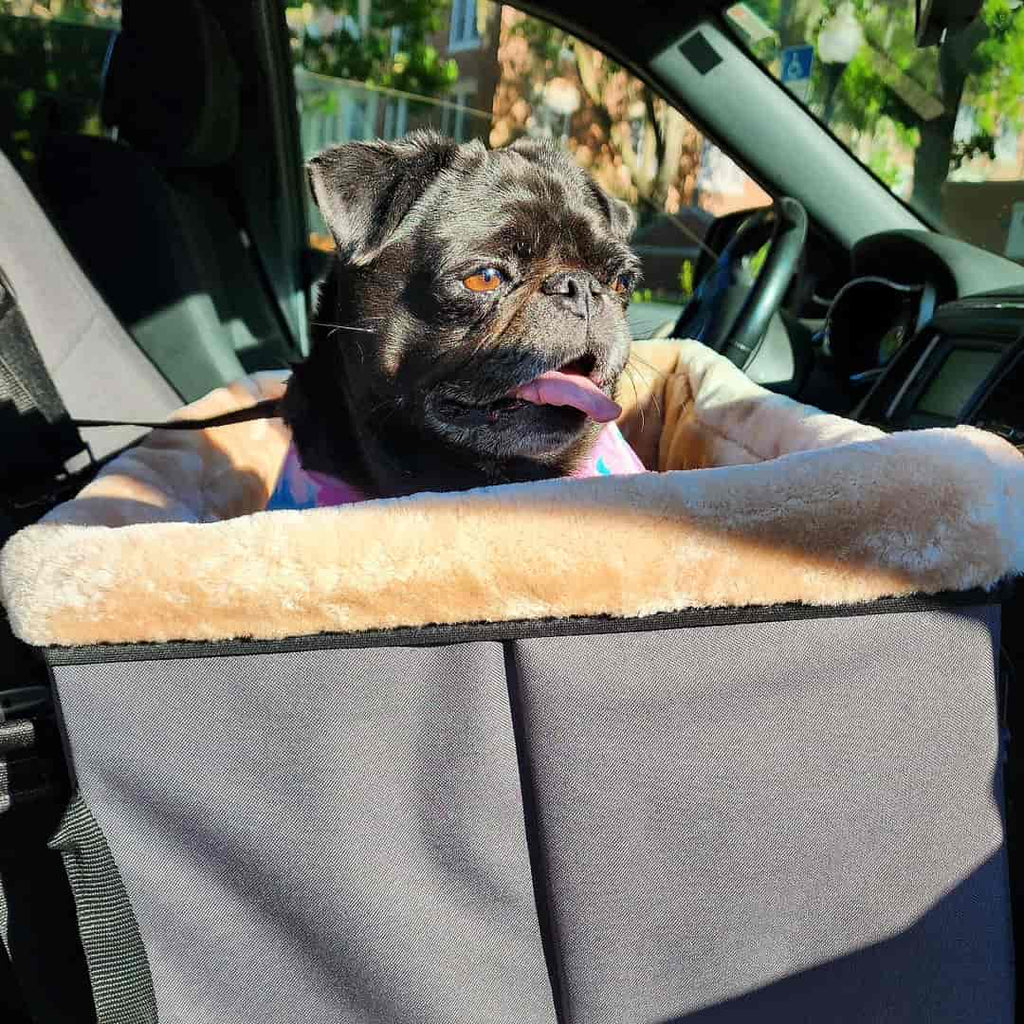 Pet Carrier Size ChartChoosing the right size PETSFIT