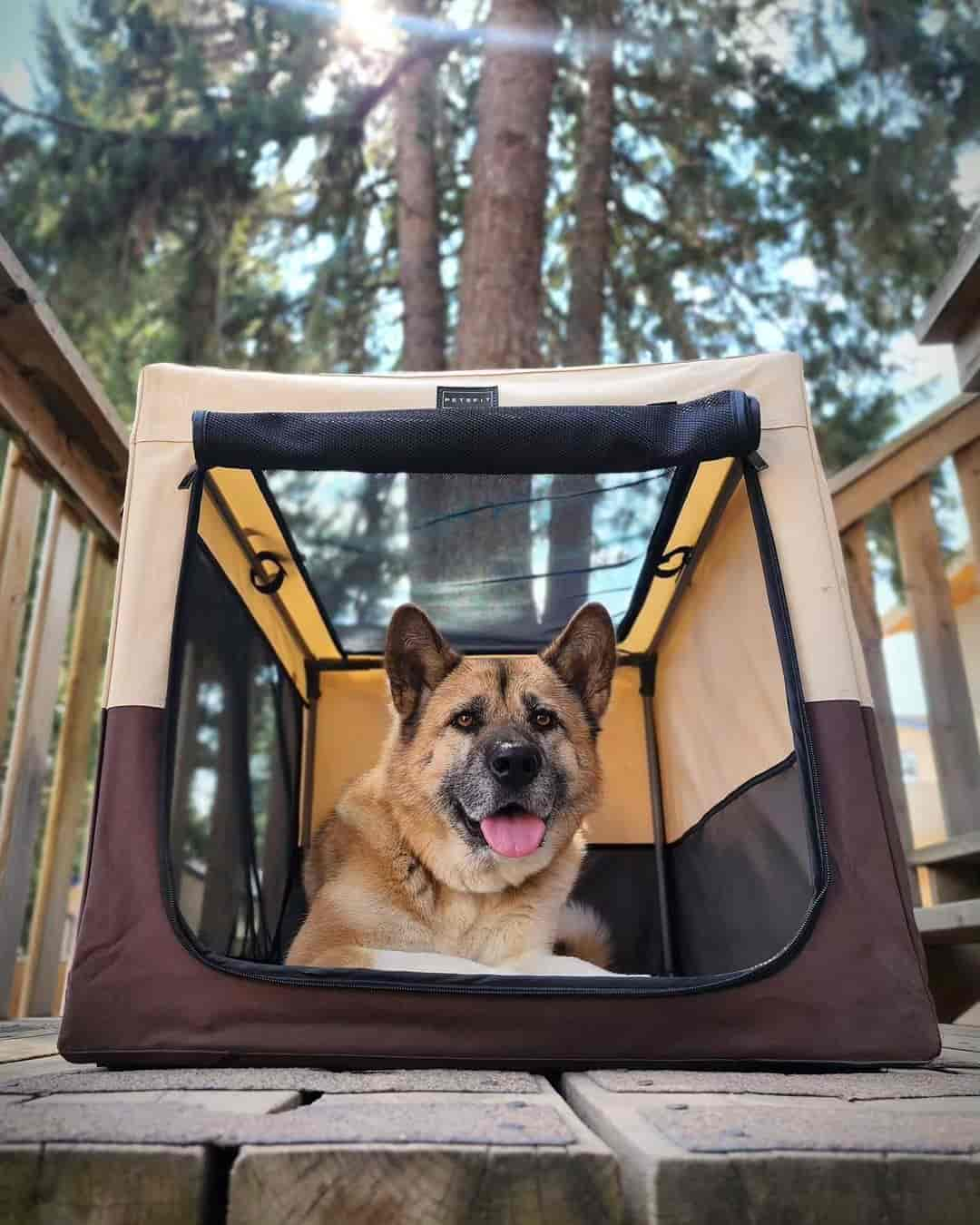 dog-soft-crate-for-travel