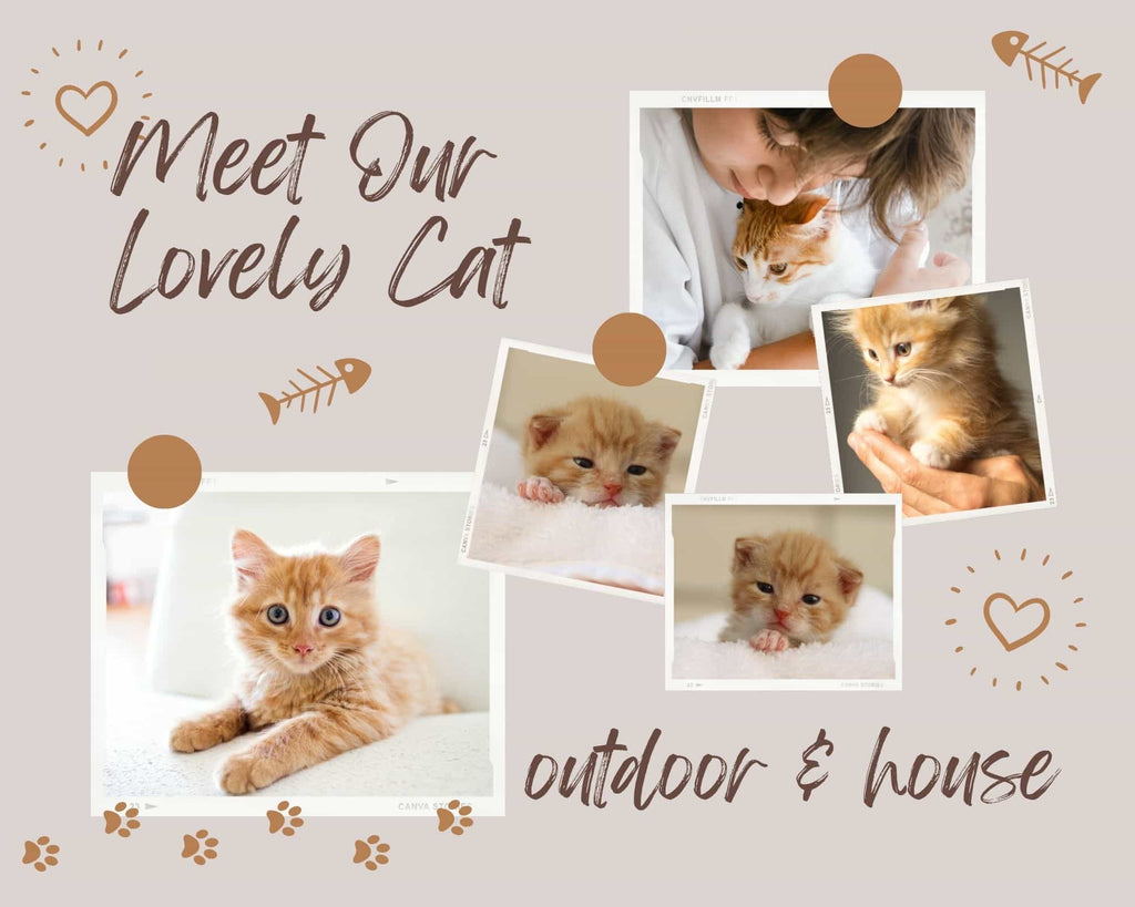 outdoor-cat-house-collection-banner