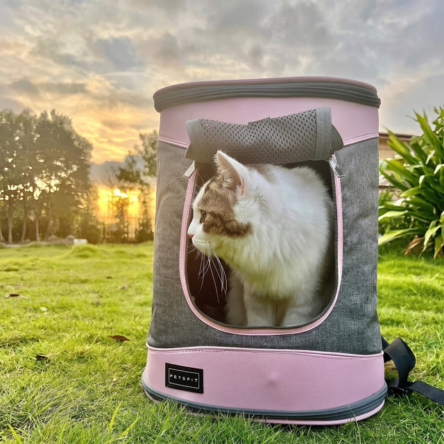Fluffy brown white cat inside PETSFIT gray pink soft pet backpack carrier on grass at golden sunset