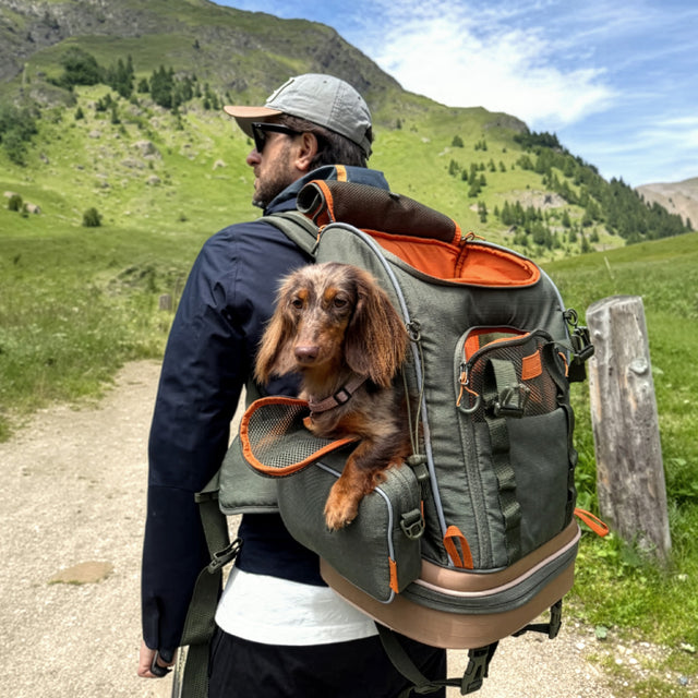 Long-haired dachshund rests in the orange-lined side window of an olive pet backpack on a mountain path