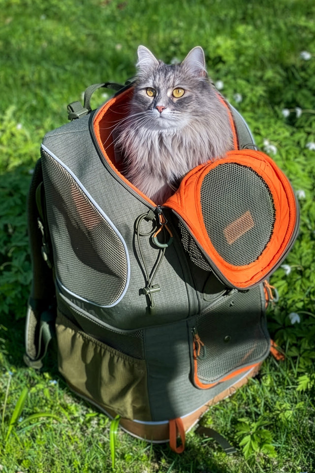 Grey longhair cat looks out of the mesh top opening of an olive pet backpack resting in green grass