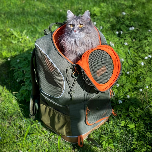 Long-haired grey cat sits upright inside an olive pet carrier backpack set on sunlit spring grass