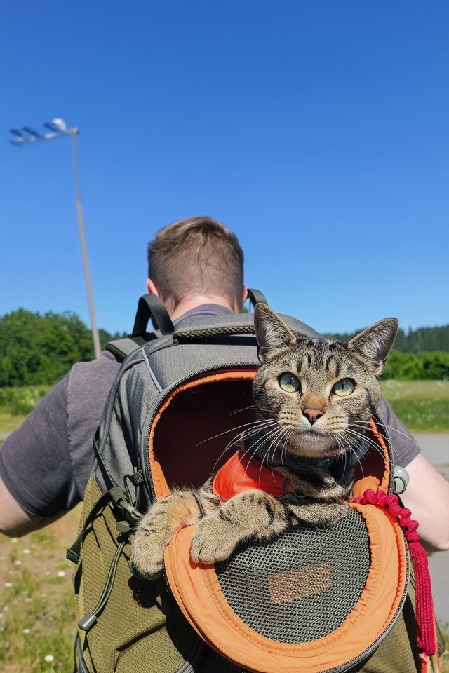 Tabby cat rests its paws on the rim of an olive pet carrier backpack worn on a summer countryside walk