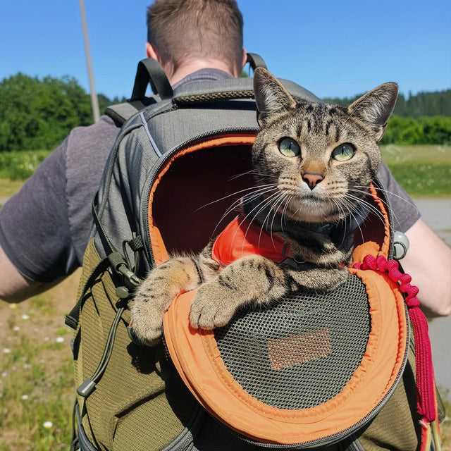 Tabby cat leans out of the orange-trimmed top opening of an olive pet backpack on a sunny gravel path