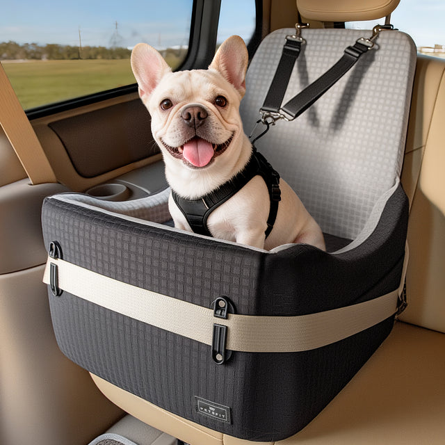 French Bulldog riding in PETSFIT dog booster car seat with grey interior lining, anchored on a tan leather rear seat