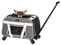 Small Chihuahua peeks out from top opening of a gray rolling pet carrier with mesh panels, telescoping handle, and spinner wheels.