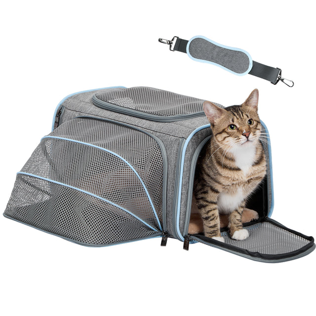 Gray cat carrier with blue trim features an expanded mesh side and a curious tabby sitting at the front opening on a soft pad.