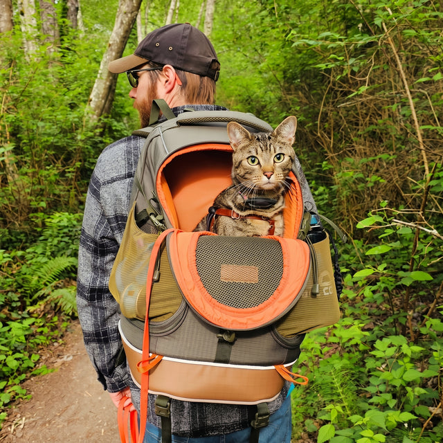 Hiker on forest trail carrying PETSFIT WILDPATH cat carrier backpack with tabby cat peeking out from open top, green lush trail background