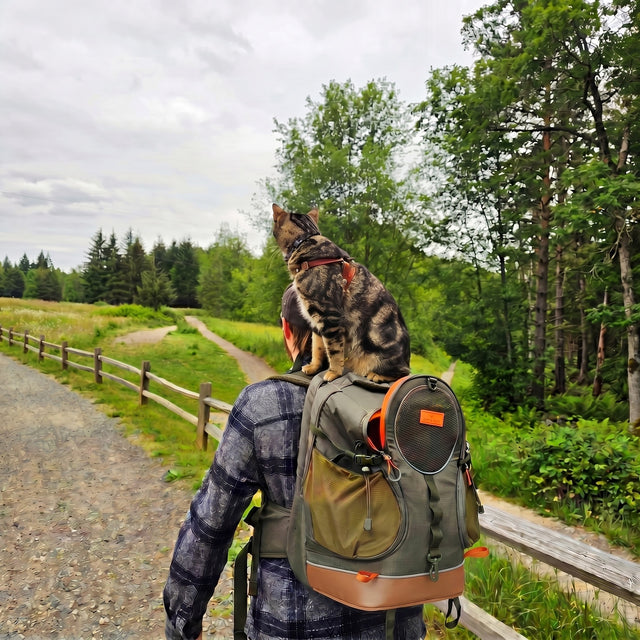 Tabby cat sitting on top of PETSFIT WILDPATH green hiking backpack on hiker's back on forest boardwalk trail