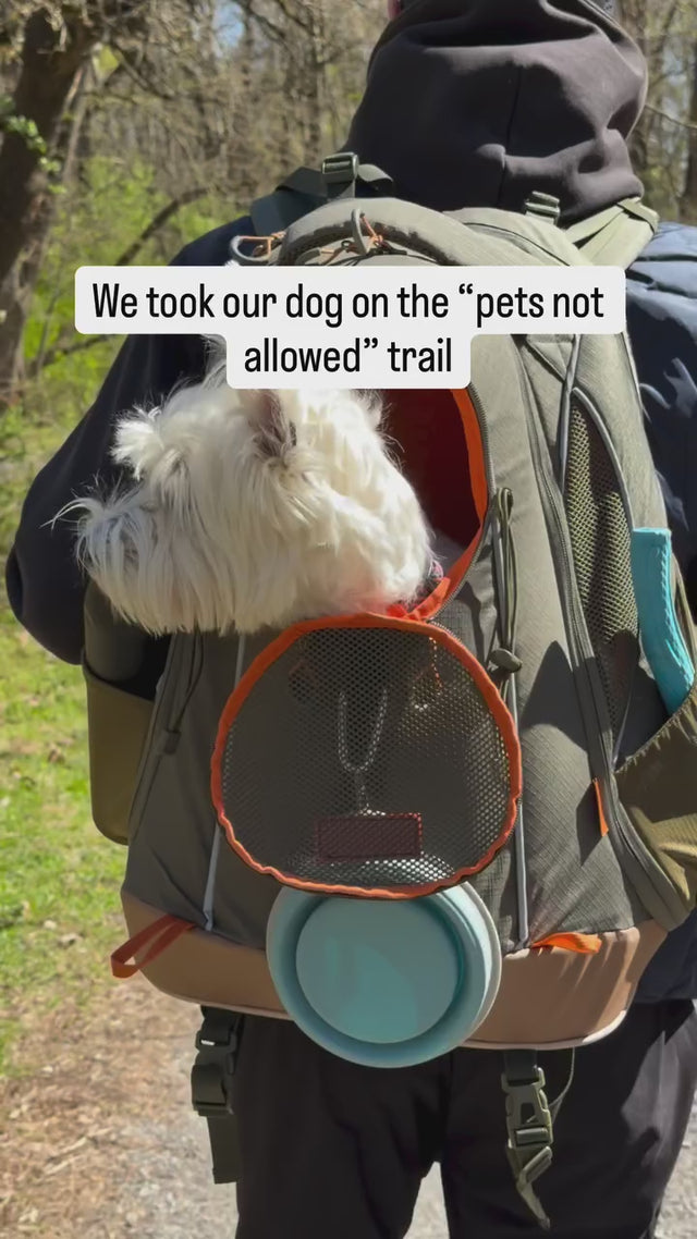 White terrier settles into an olive pet carrier backpack with water bowl and bottle packed, riding along a sunny wooded trail