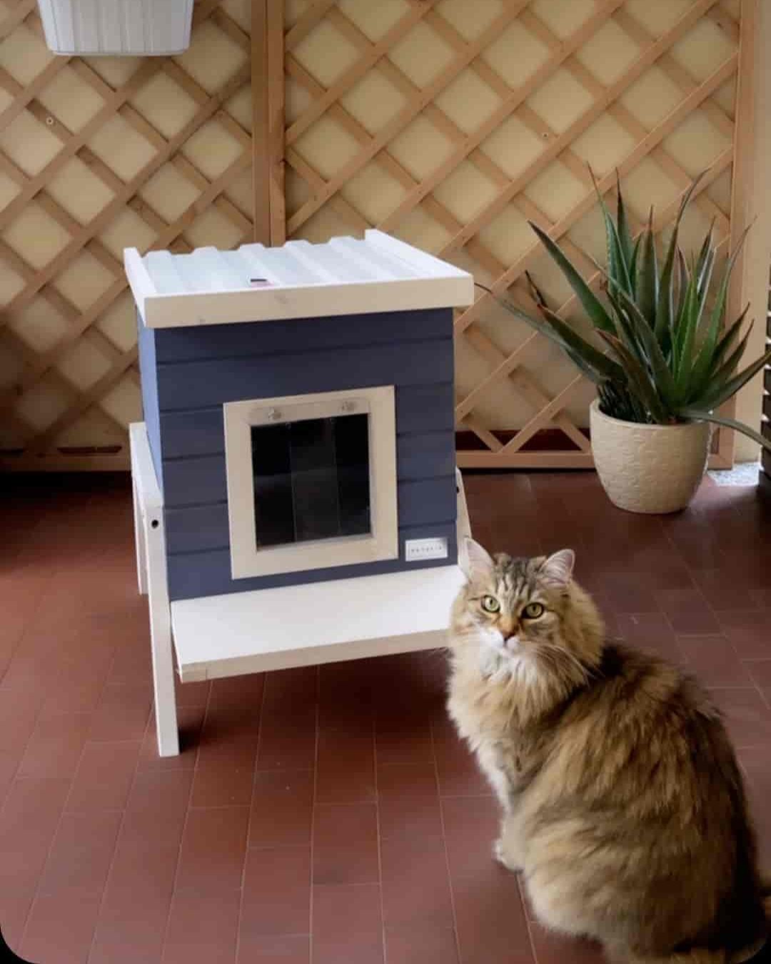 small-cat-house-blue